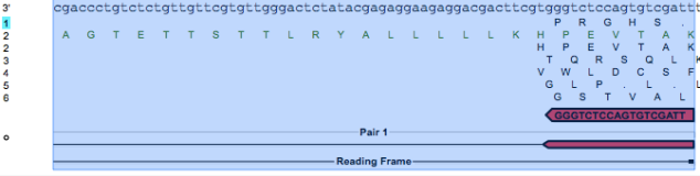 Bottom strand of Primer for 600 base pairs of CYP2C19 gene having restriction site BamHI approximately at centre